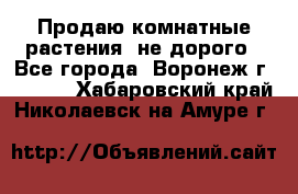 Продаю комнатные растения  не дорого - Все города, Воронеж г.  »    . Хабаровский край,Николаевск-на-Амуре г.